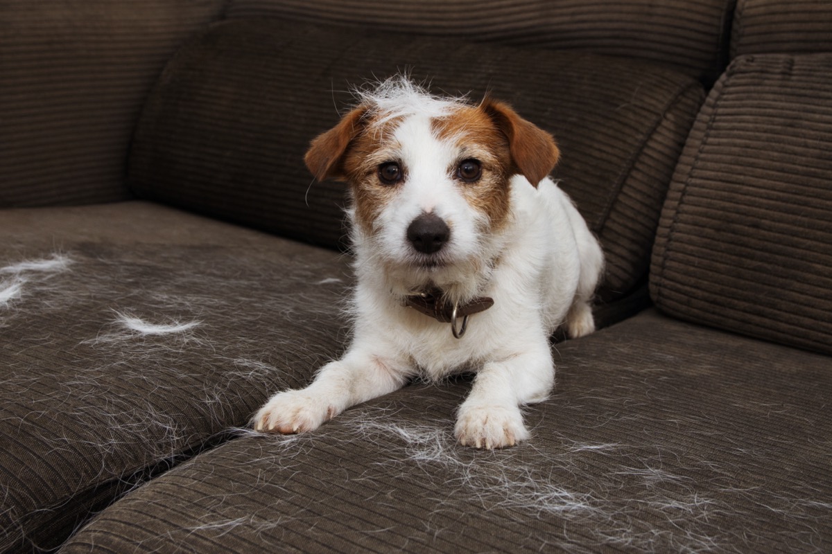 dog shedding on couch