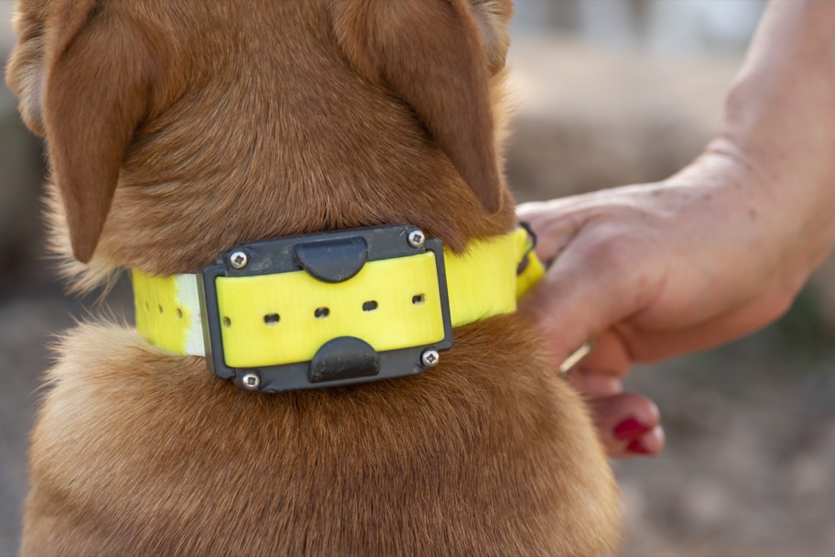 Petco Will No Longer Sell Electric Shock Collars — Best Life
