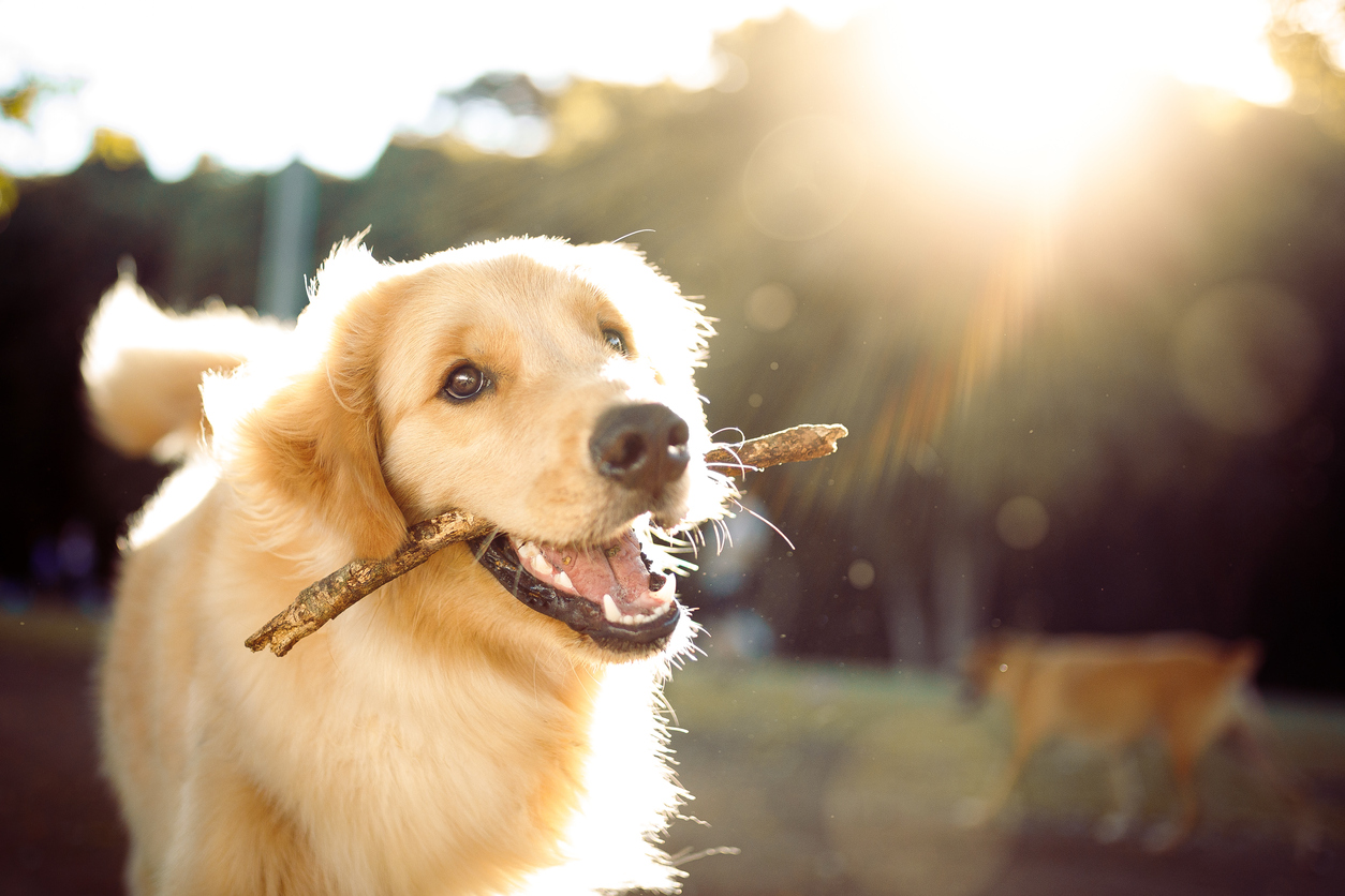 A happy golden retriever is playing with a stick in the park