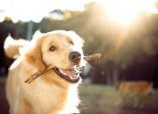 A happy golden retriever plays with a stick in the park