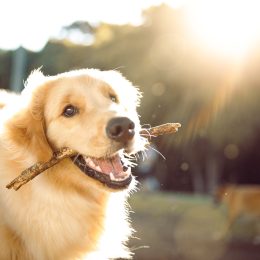 A happy golden retriever plays with a stick in the park