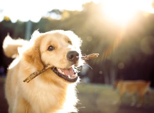 A happy golden retriever plays with a stick in the park