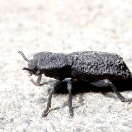 Diabolical ironclad beetle
