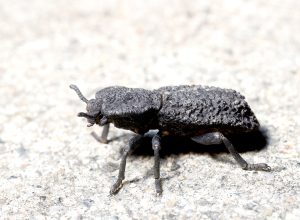 Diabolical ironclad beetle