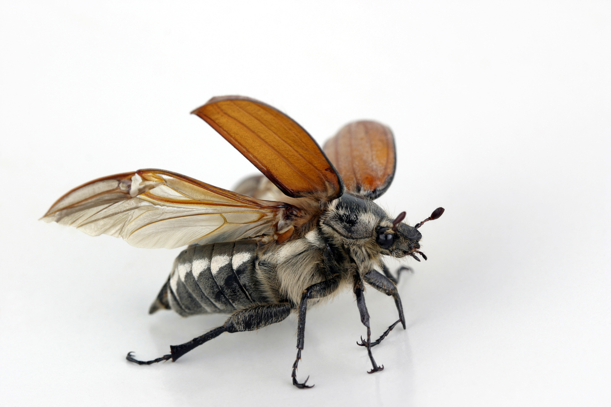 beetle-wings