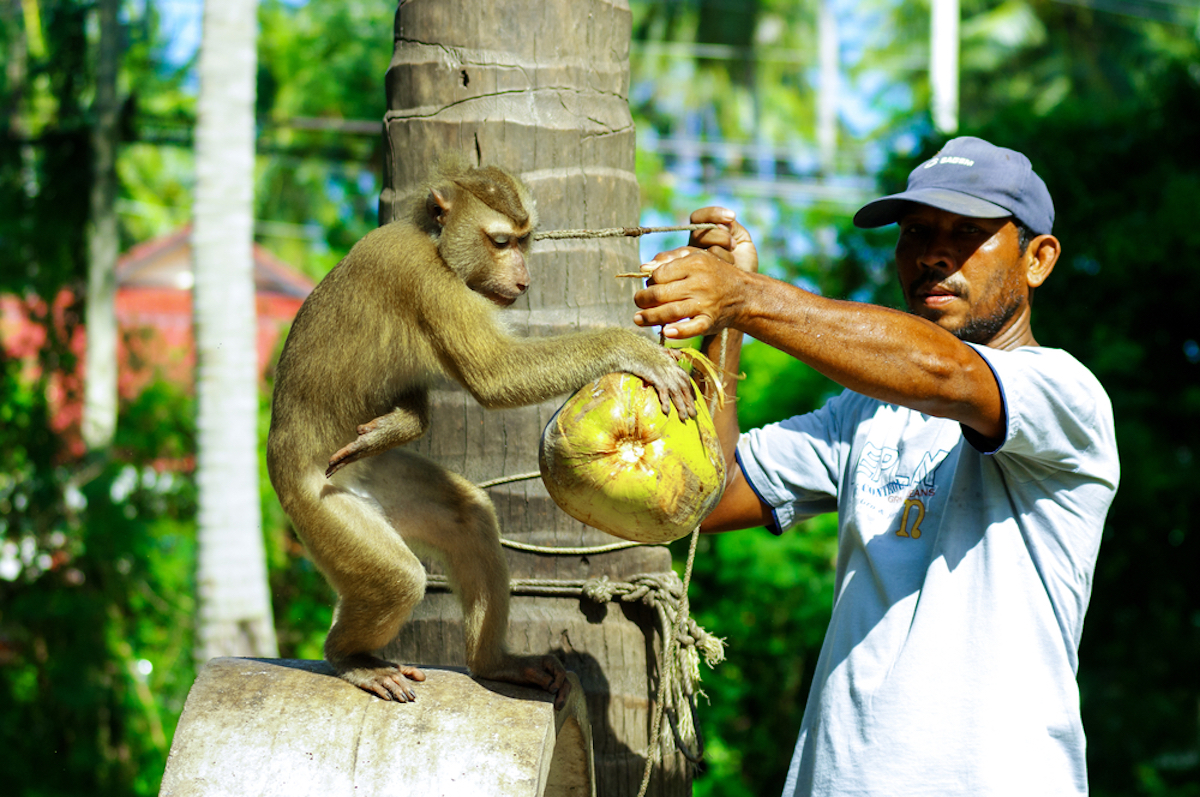 Monkey spinning the coconut in Samui Island, Thailand on 3 September 2011