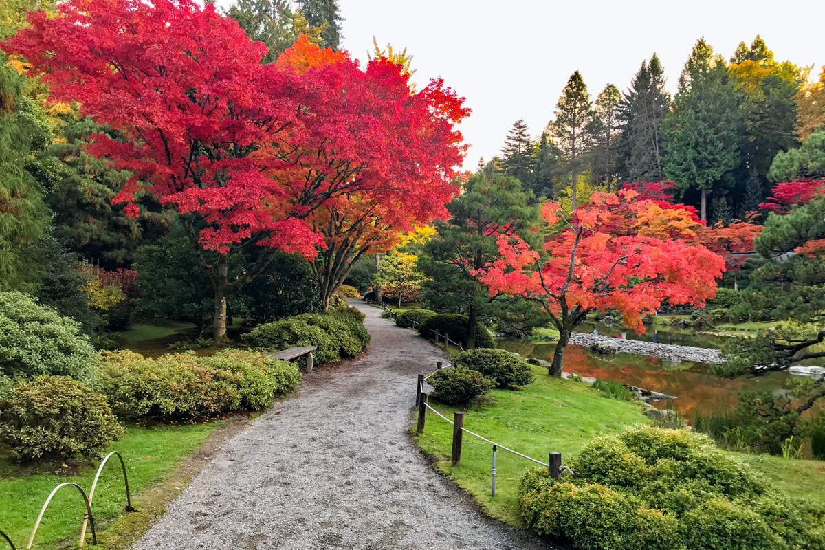 red and green trees and a walk path in a garden in Seattle, Washington