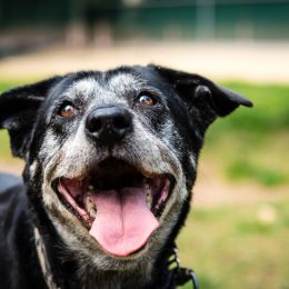 Senior dog smiling at public park