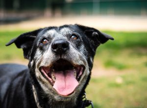 Senior dog smiling at public park