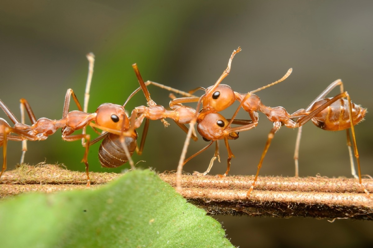 red harvester ants