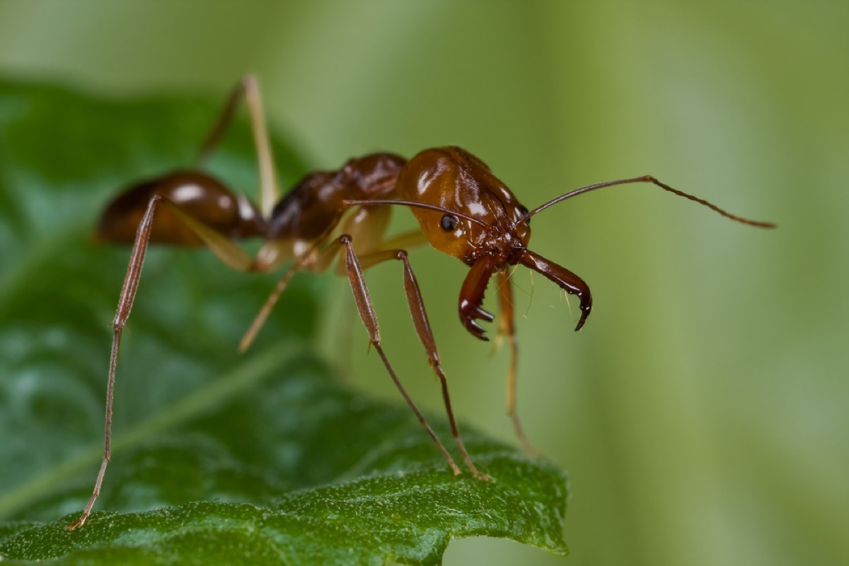 trap-jaw ant