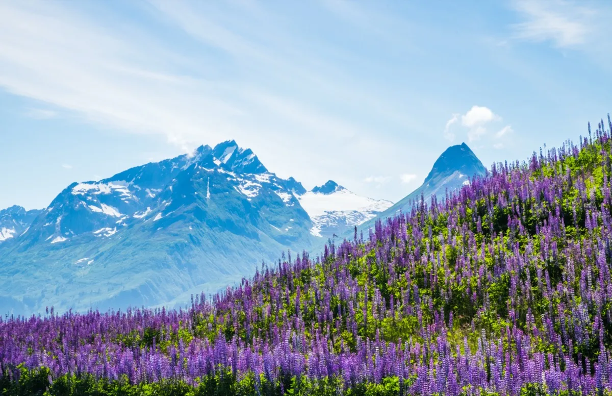 purple flowers and mountain in Valdez, Alaska