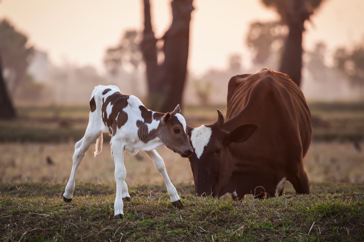 Baby calf and mother