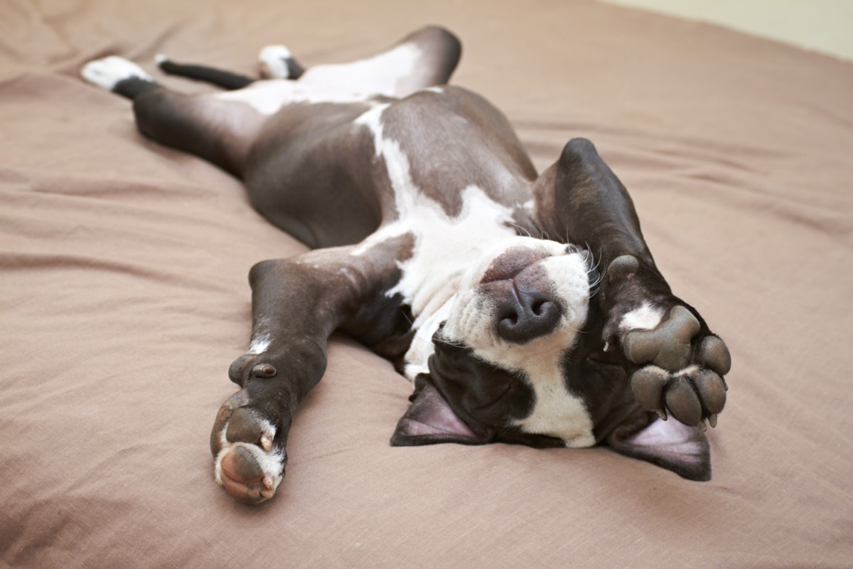 Pit bull puppy stretch