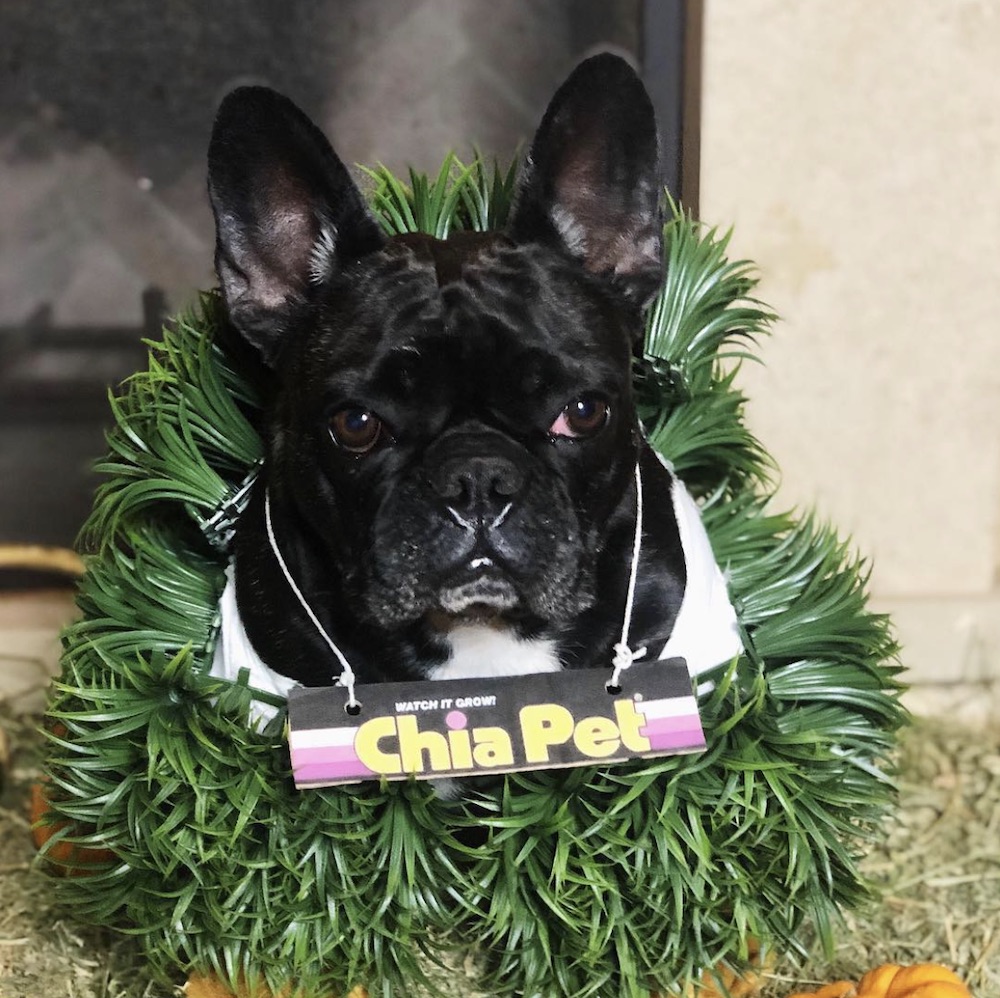 Lady Gaga's dog Miss Asia dressed as a Chia Pet for Halloween