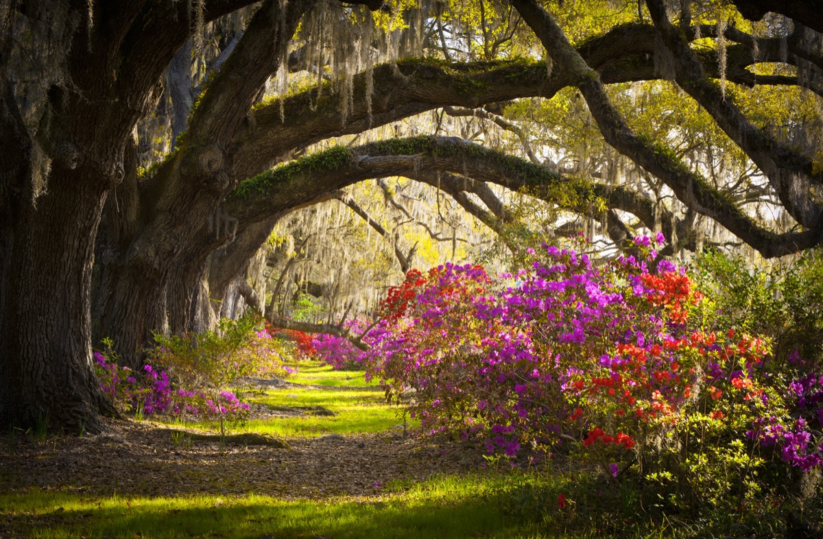 Fotografie de peisaj a unui parc din Charleston, Carolina de Sud