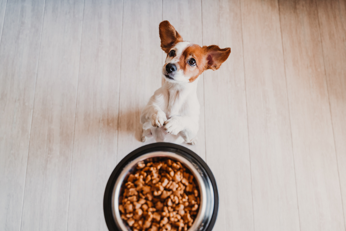 cute small jack russell dog at home waiting to eat his food in a bowl, being held above