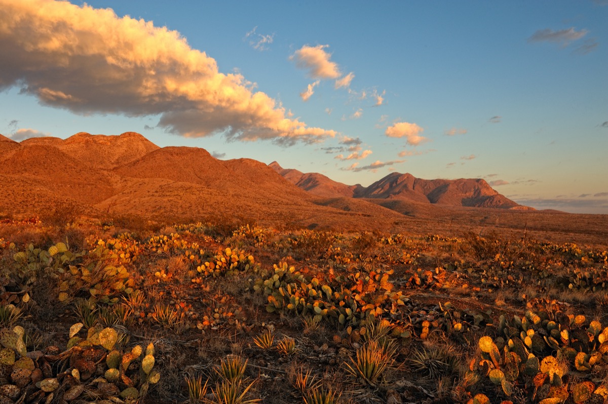 Southern Rocky Mountains and flowers in El Paso, Texas at sunrise