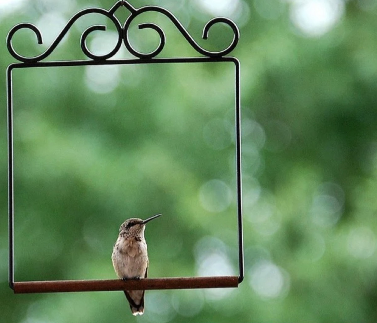 hummingbird perched on swing