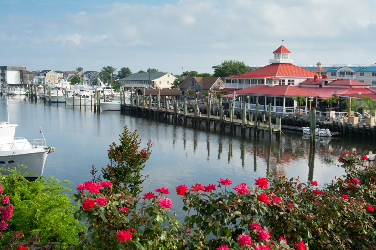 canal next to a dock, restaurant, and roses in the foreground in Lewes, Delaware