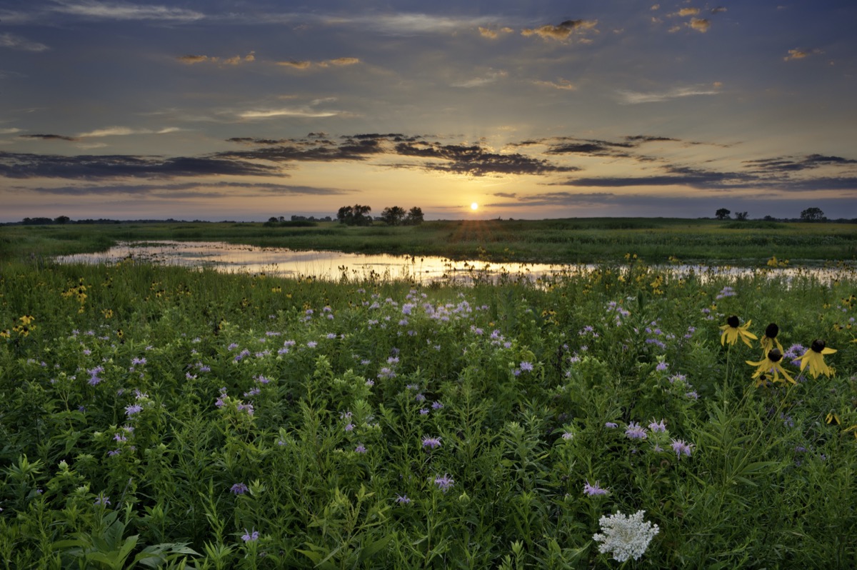 Landschaftsfoto von Blumen und einem Feld in Naperville, Illinois bei Sonnenuntergang
