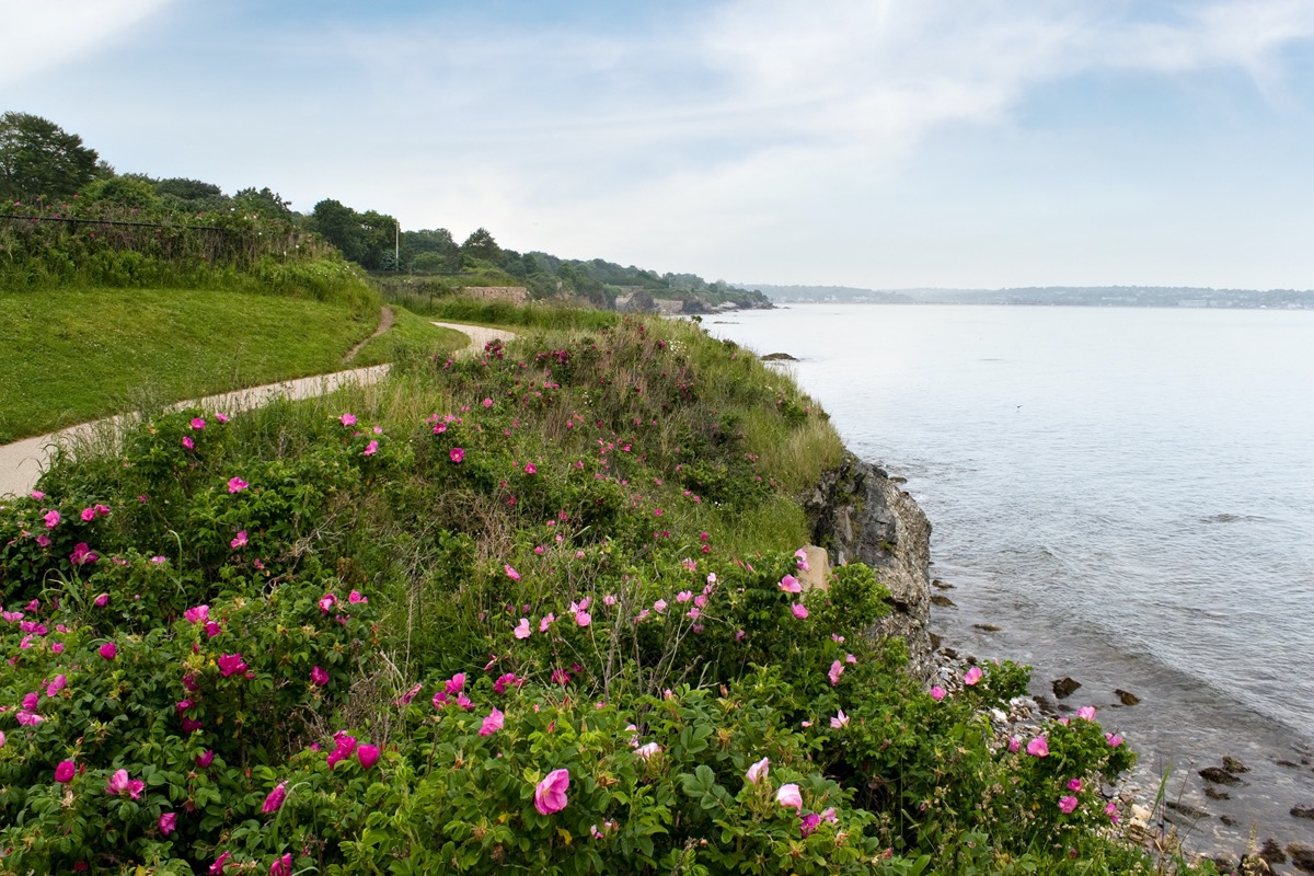 flowers and beach in Newport, Rhode Island