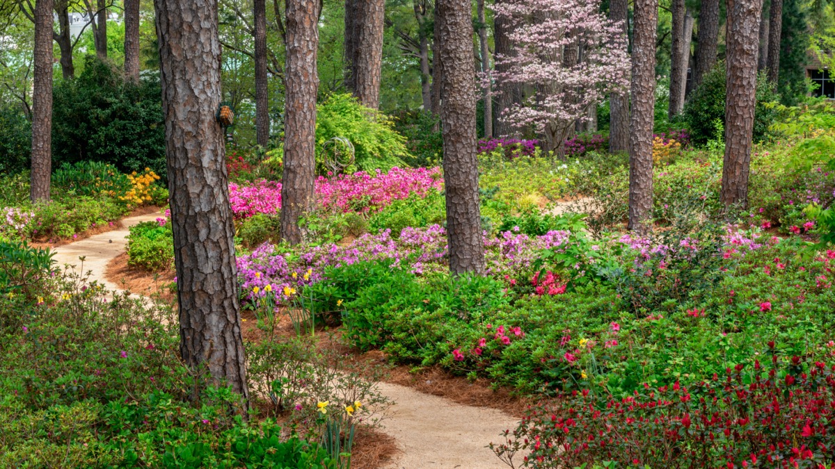 garden filled with flowers and trees in Raleigh, North Carolina