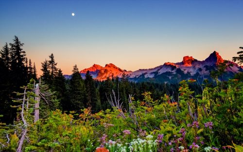 Fotografie de peisaj cu munți și flori la Muntele Rainier din Seattle, Washington