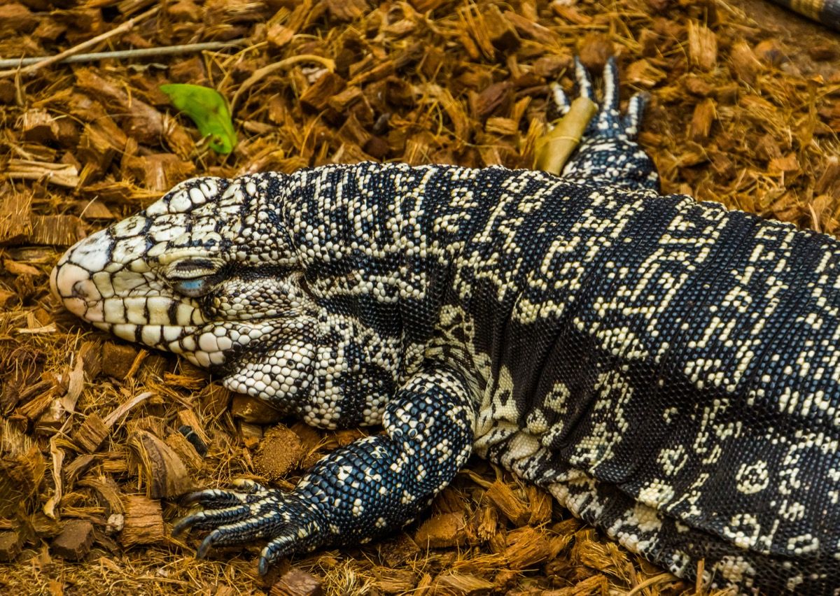 Giant Lizards Called Black and White Tegus Are Invading the U S  - 37