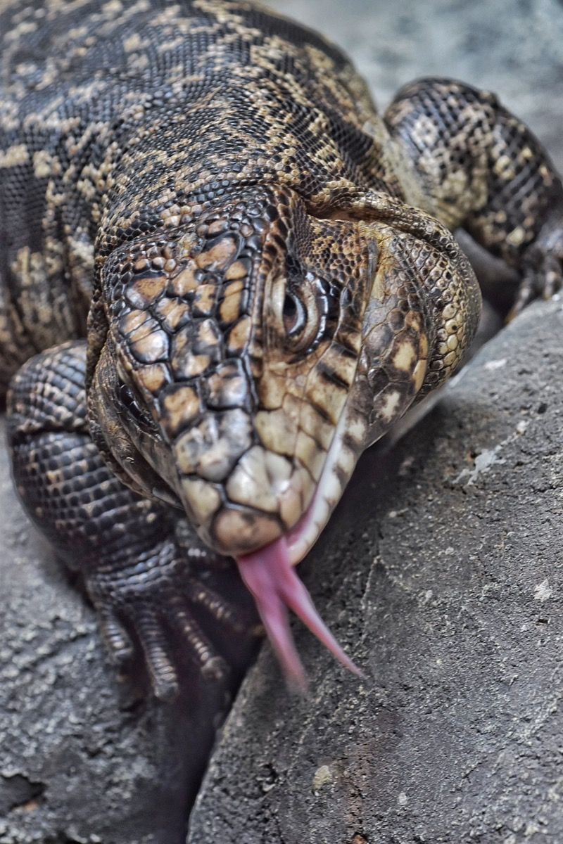 Giant Lizards Called Black and White Tegus Are Invading the U S  - 63