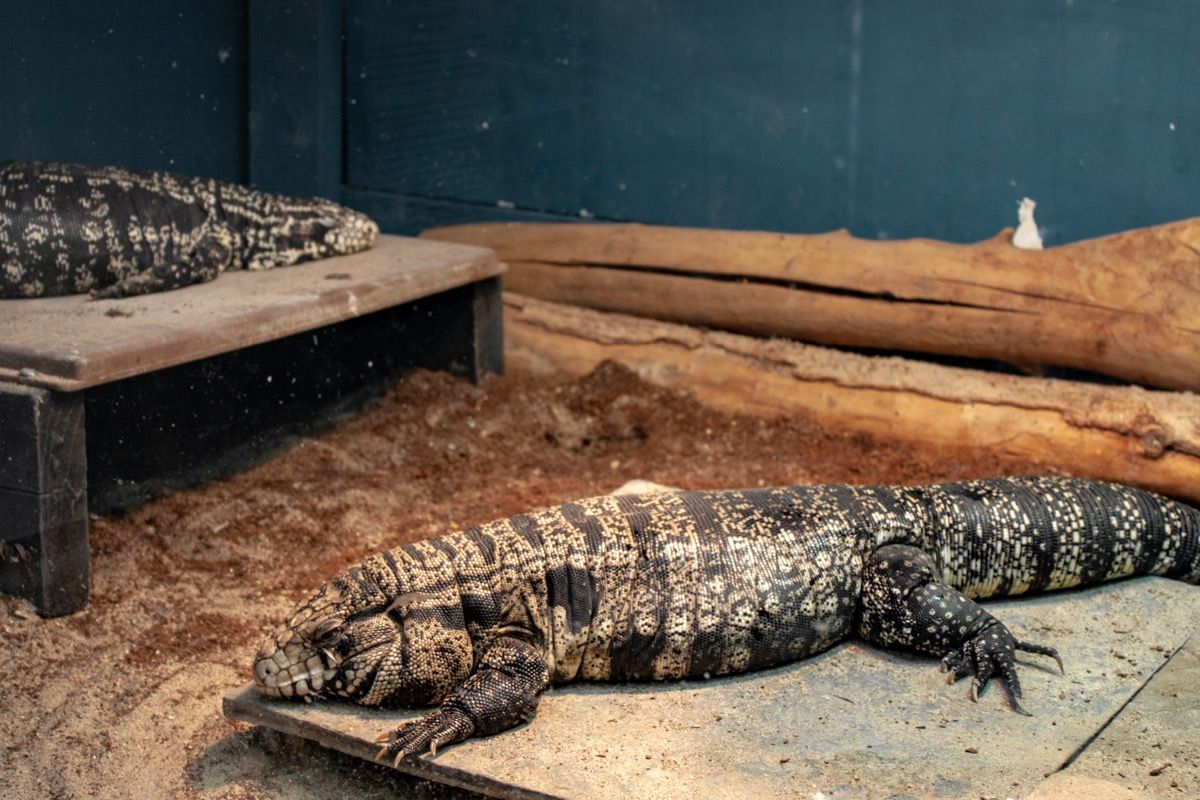 Giant Lizards Called Black and White Tegus Are Invading the U S  - 16