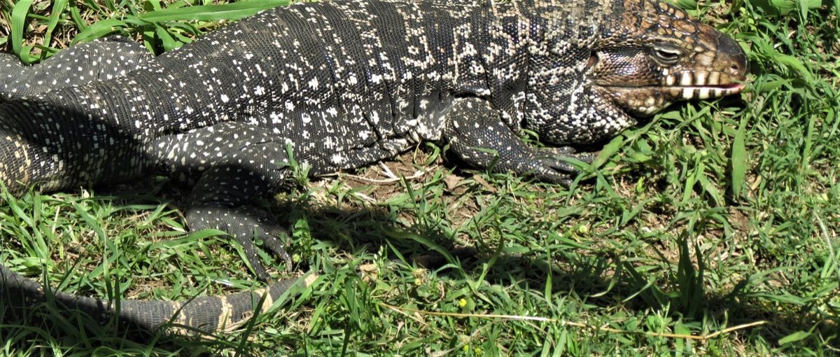 Giant Lizards Called Black and White Tegus Are Invading the U S  - 94