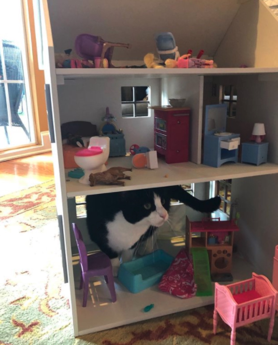 Angela Kinsey's cat in a dollhouse