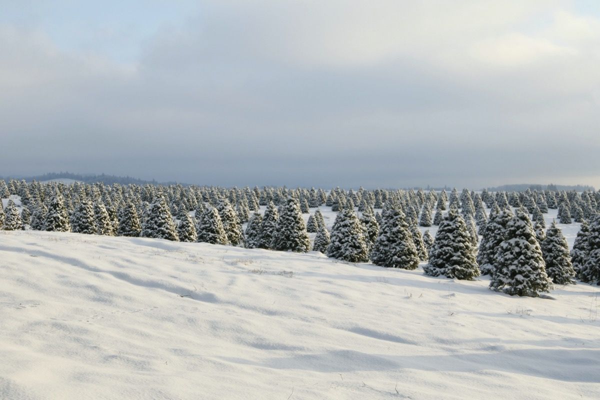 30 Amazing Christmas Trees Facts to Make the Holidays Extra Magical - 62