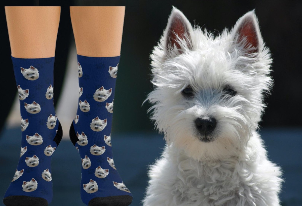 blue socks with small white dog on them