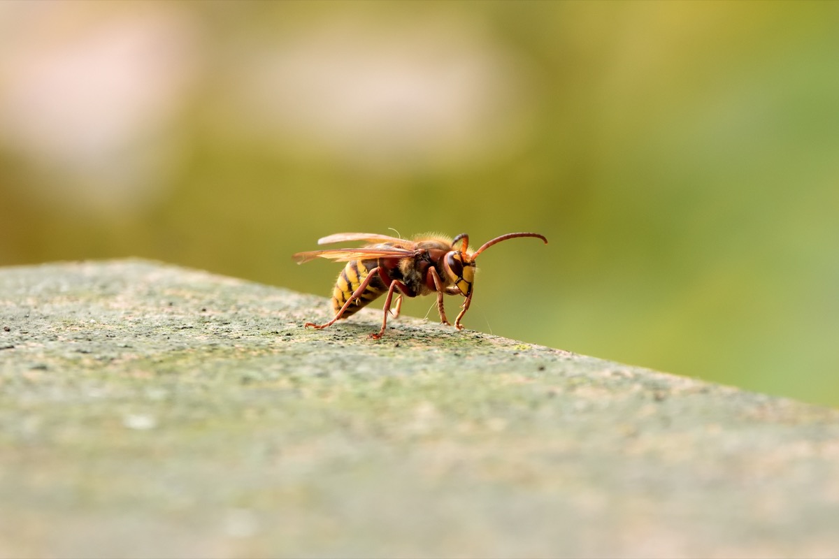 an isolated murder hornet on a ledge