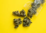 marijuana on yellow background