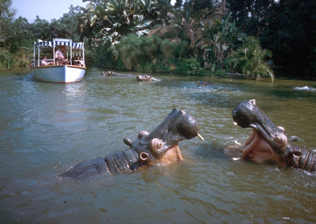 Disney s Jungle Cruise Ride Is Being Rehauled Due to Racist Undertones - 63