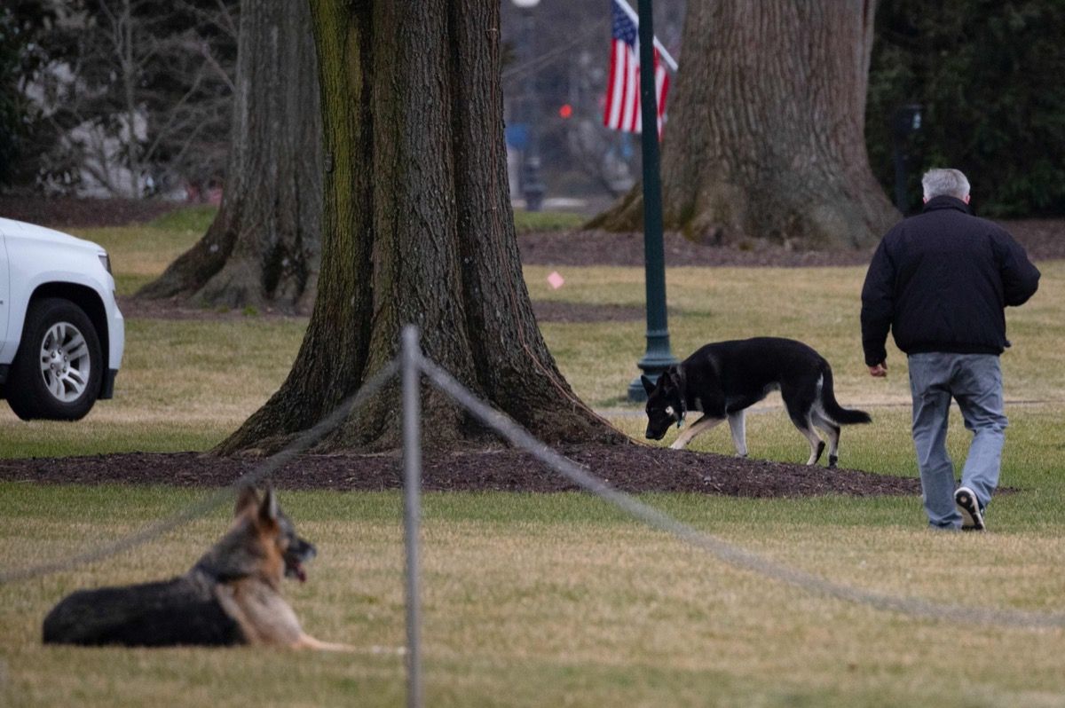 The First Photos of Champ and Major at the White House Are Finally Here - 7