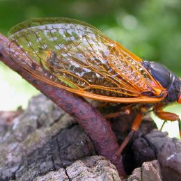 Seventeen-year cicada on tree