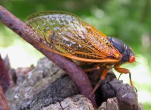 Seventeen-year cicada on tree