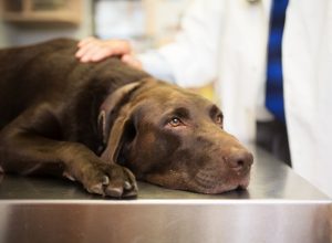 Labrador retriever laying down on examine table at vet