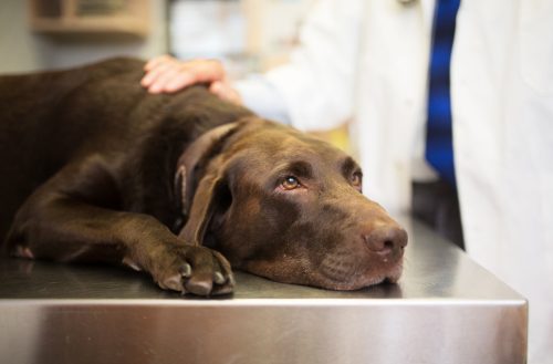 Labrador retriever allongé sur la table d'examen chez le vétérinaire