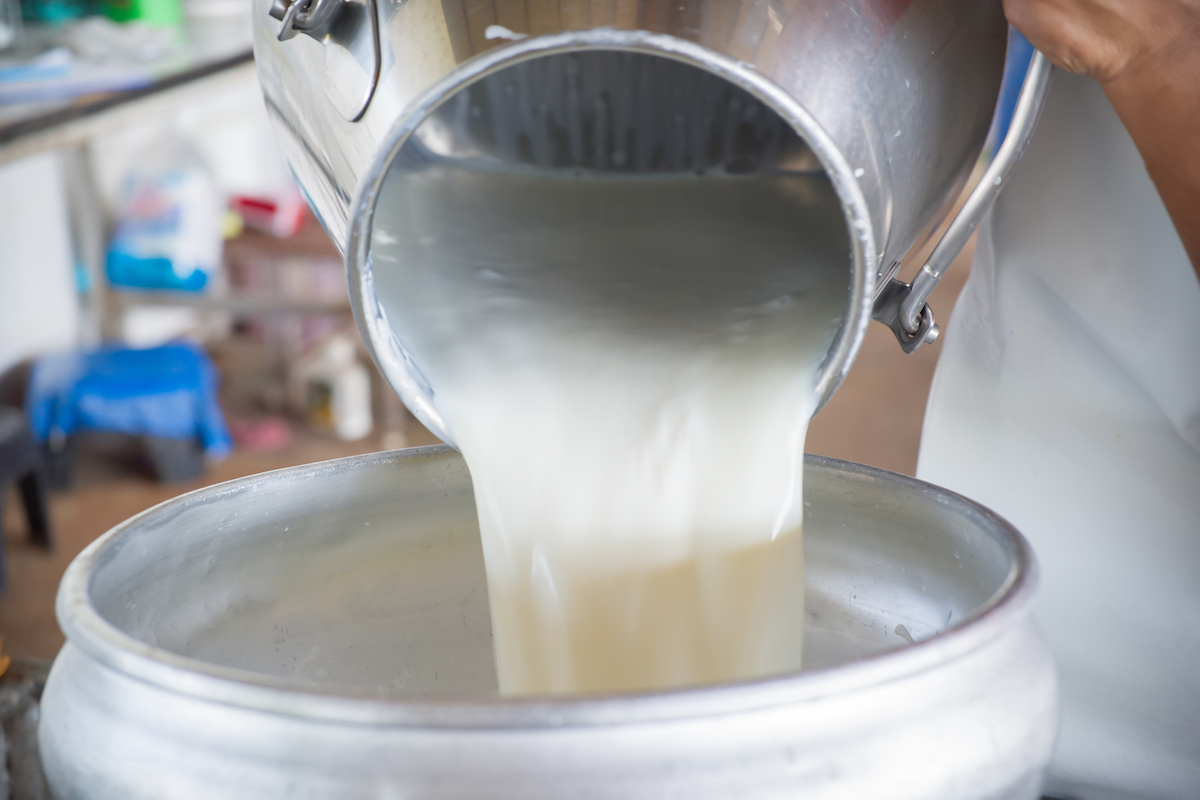 Pouring raw milk into a bucket