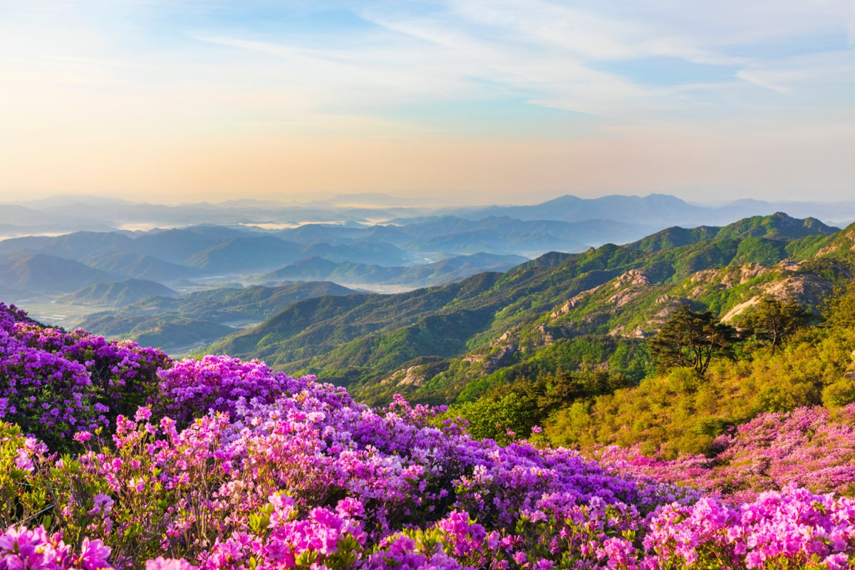 Azaleas on Hwangmaesan Mountain in Korea