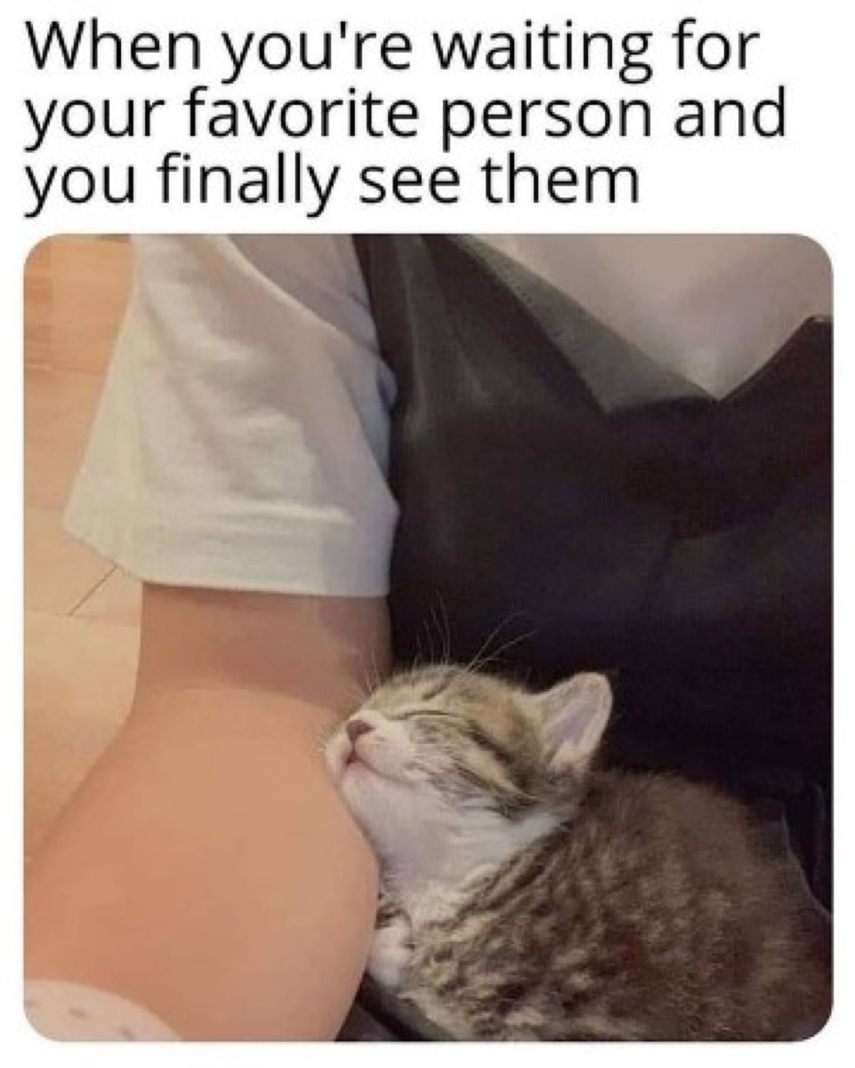 Photo of cat cuddling up to person with the caption, "When you're waiting for your favorite person and you finally see them."