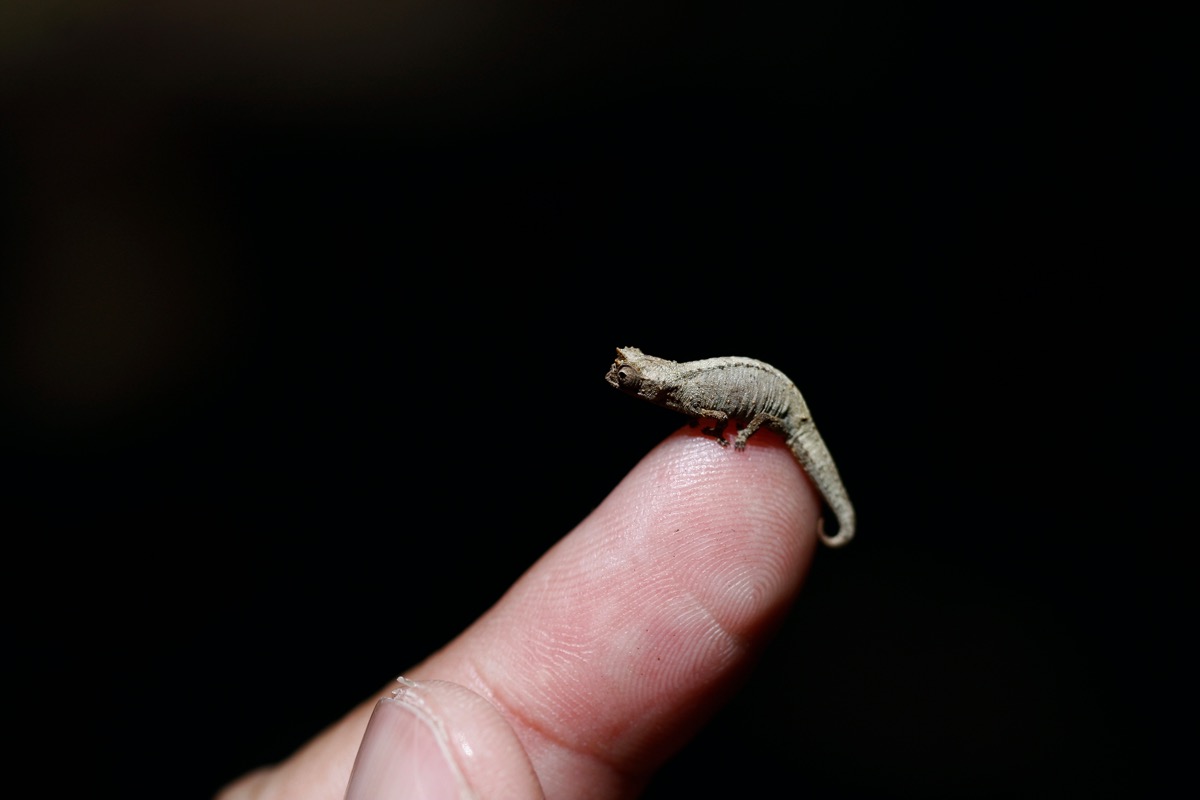Dwarf chameleon on fingertip