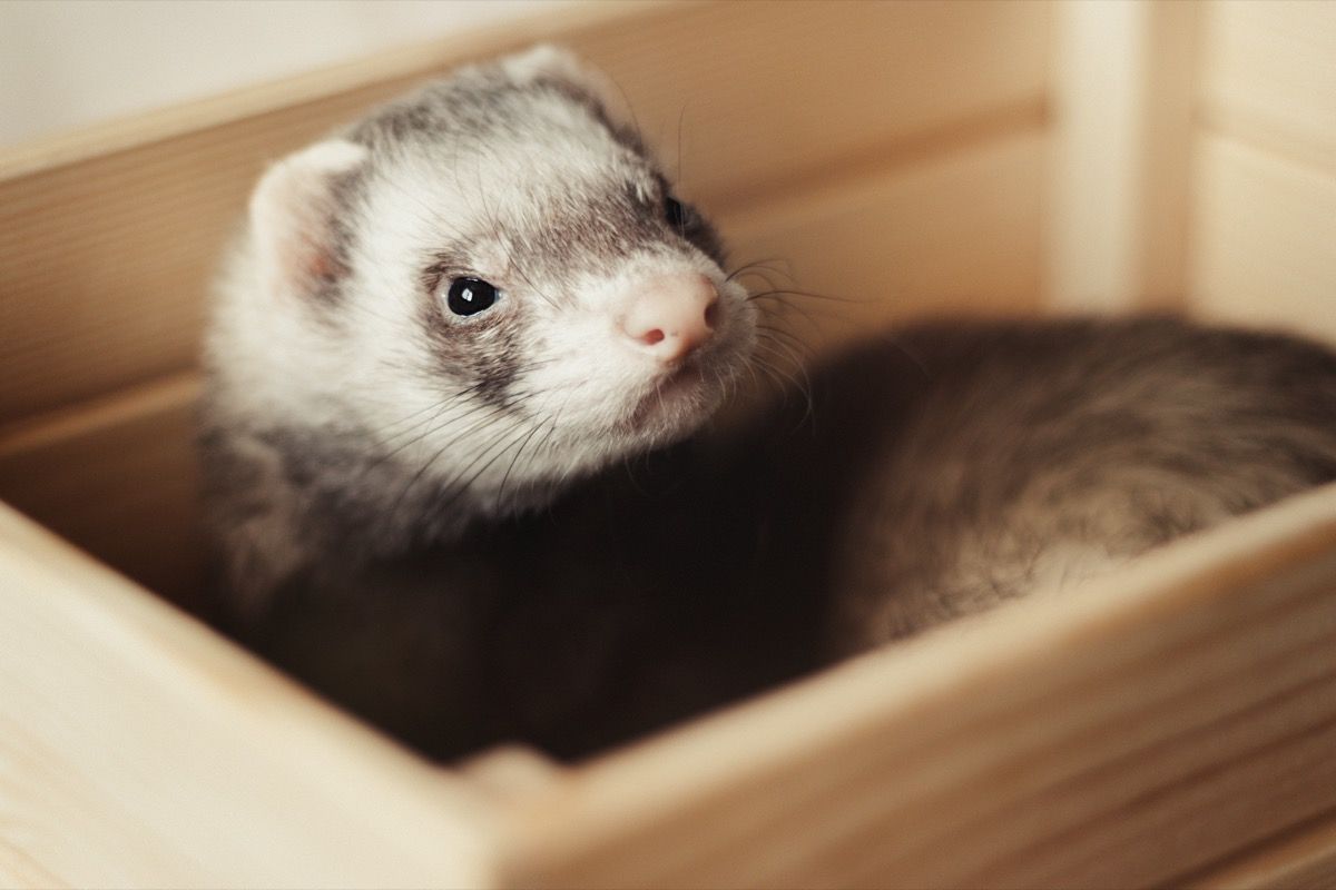 Library ferret мод. Американский хорёк. Гамак для хорька. Обои на айфон хорек.