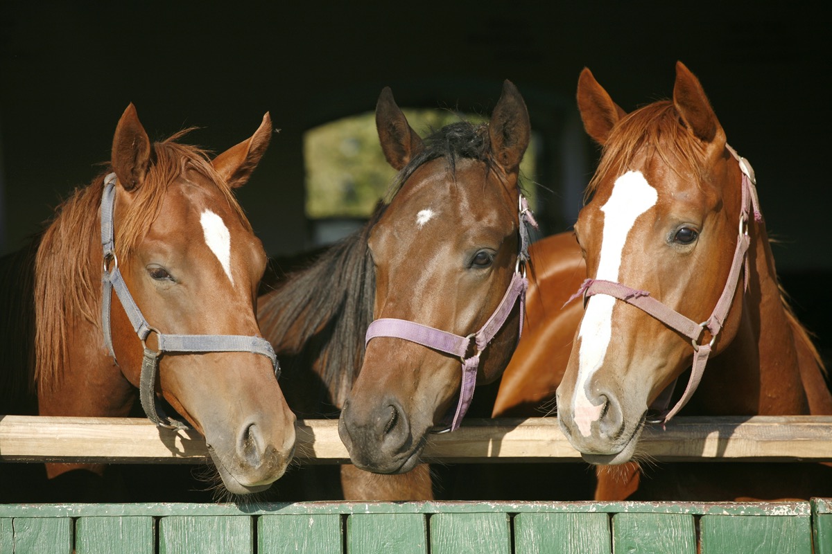 Three horses in stable