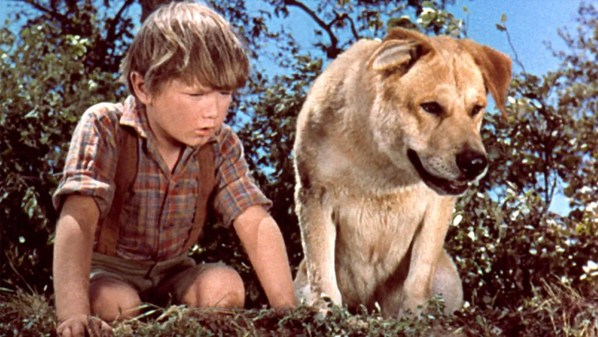 Tommy Coates in Old Yeller